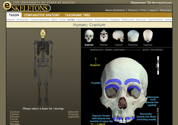 интерактивна анатомия на човека