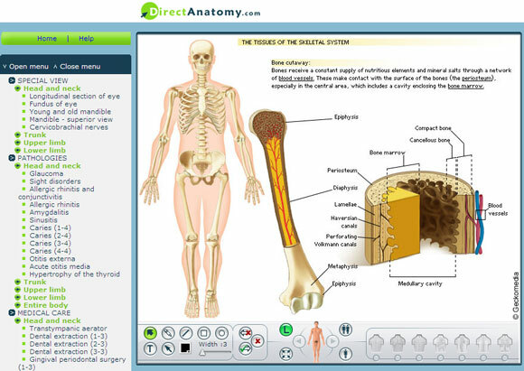 интерактивна анатомия на човека