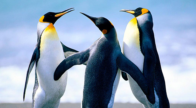 Пингвините-заедно