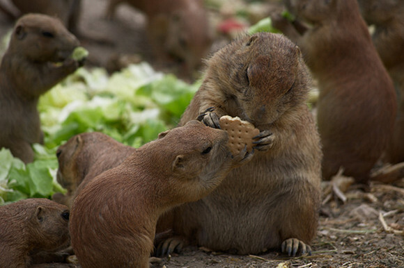 animalsharing