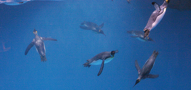 пингвини плуване