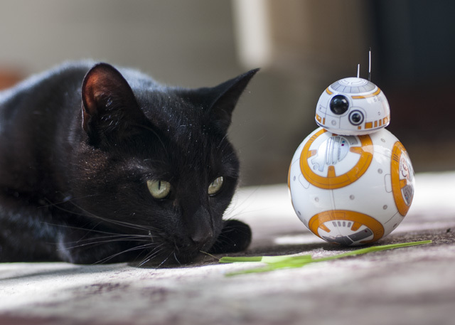 Feline the Force: Sphero Star Wars BB-8 Преглед и отдаване DSC 0034